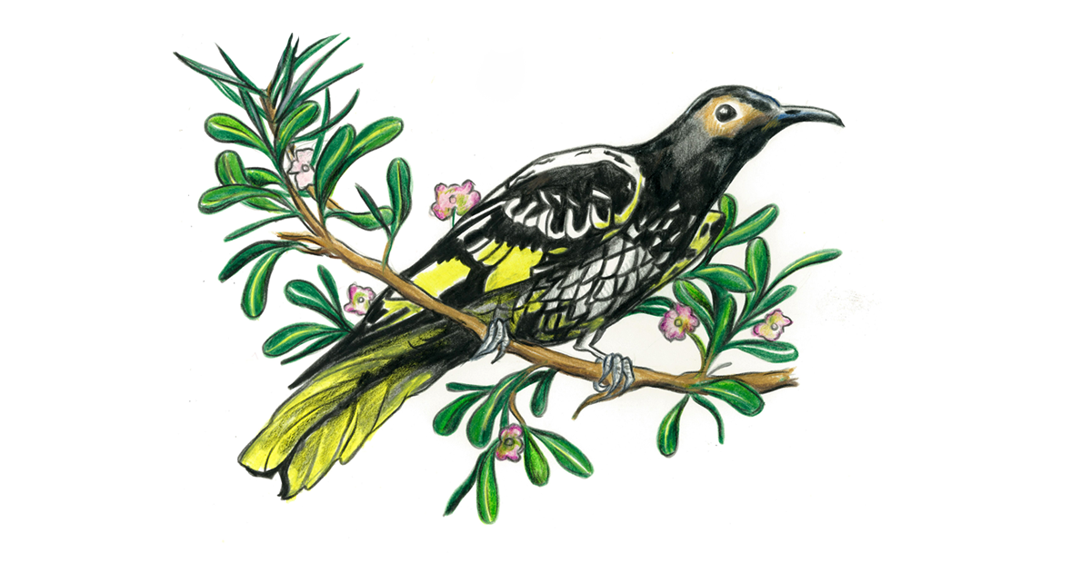 Spooky eucy! Let’s celebrate the haunting beauty of Australia’s gum trees this Halloween